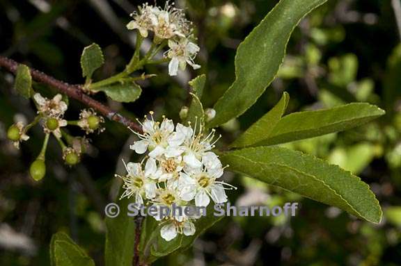 prunus emarginata 4 graphic